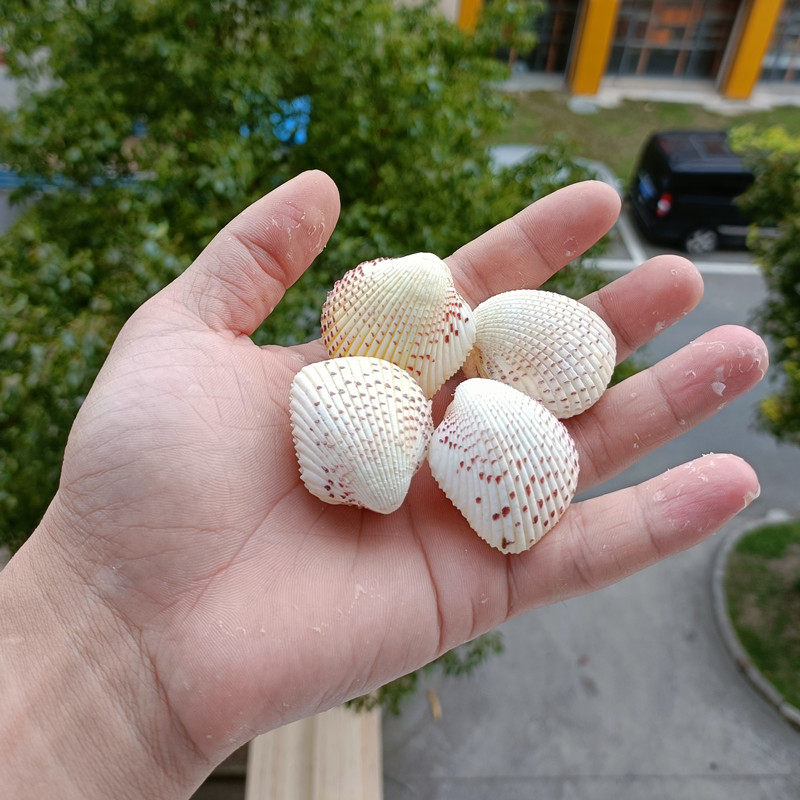 包邮海螺贝壳长刺星螺七星稀有标本鱼缸水族海螺