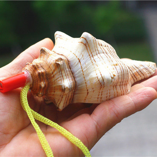 包邮天然海贝工艺品海螺号角贝壳口哨响螺羊角号赤旋螺礼品纪念品
