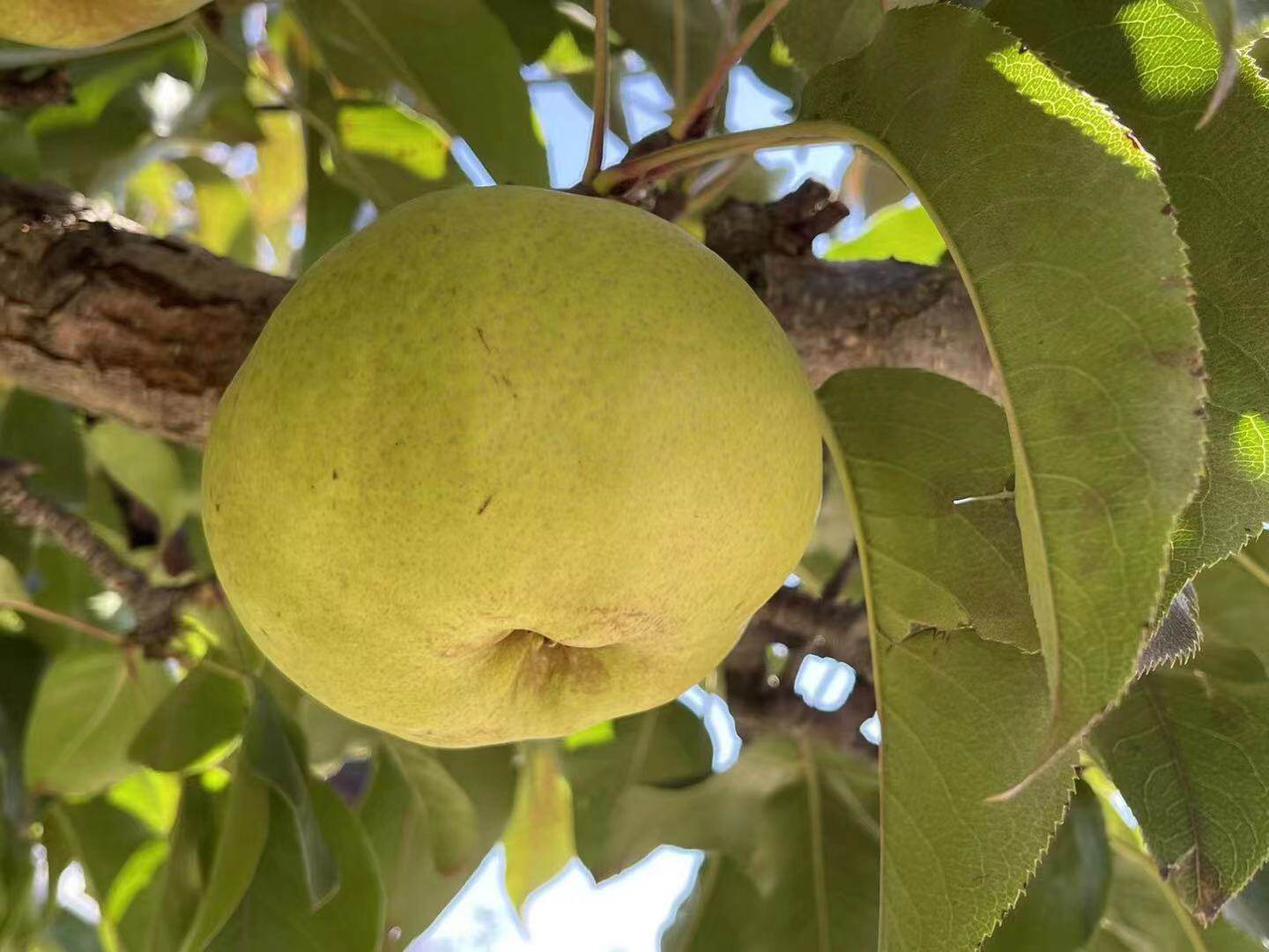 苹果东北延边10斤延吉龙井新鲜水果朝鲜族地区梨
