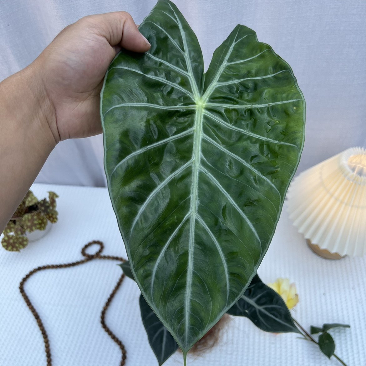 植绘空间内罗毕海芋粉龙粉骑士室内观叶热植绿植天南绿植