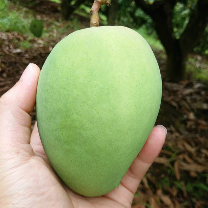 广西田阳带箱10斤现摘香芒特产果脯百色非果芒果