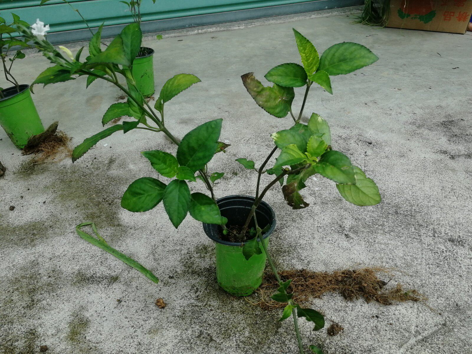 糯米香茶超大香草草苗清香口感飘香香满园四季绿植