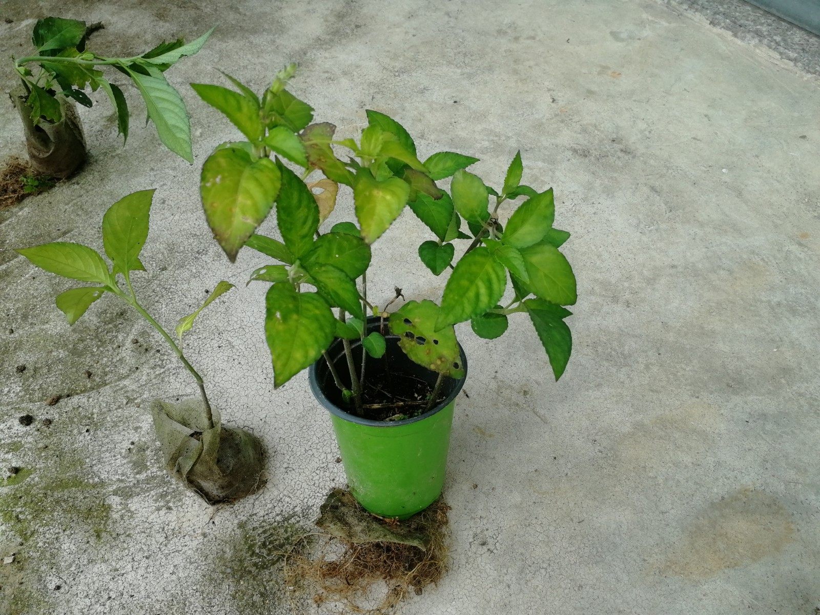 糯米香茶超大香草草苗清香口感飘香香满园四季绿植