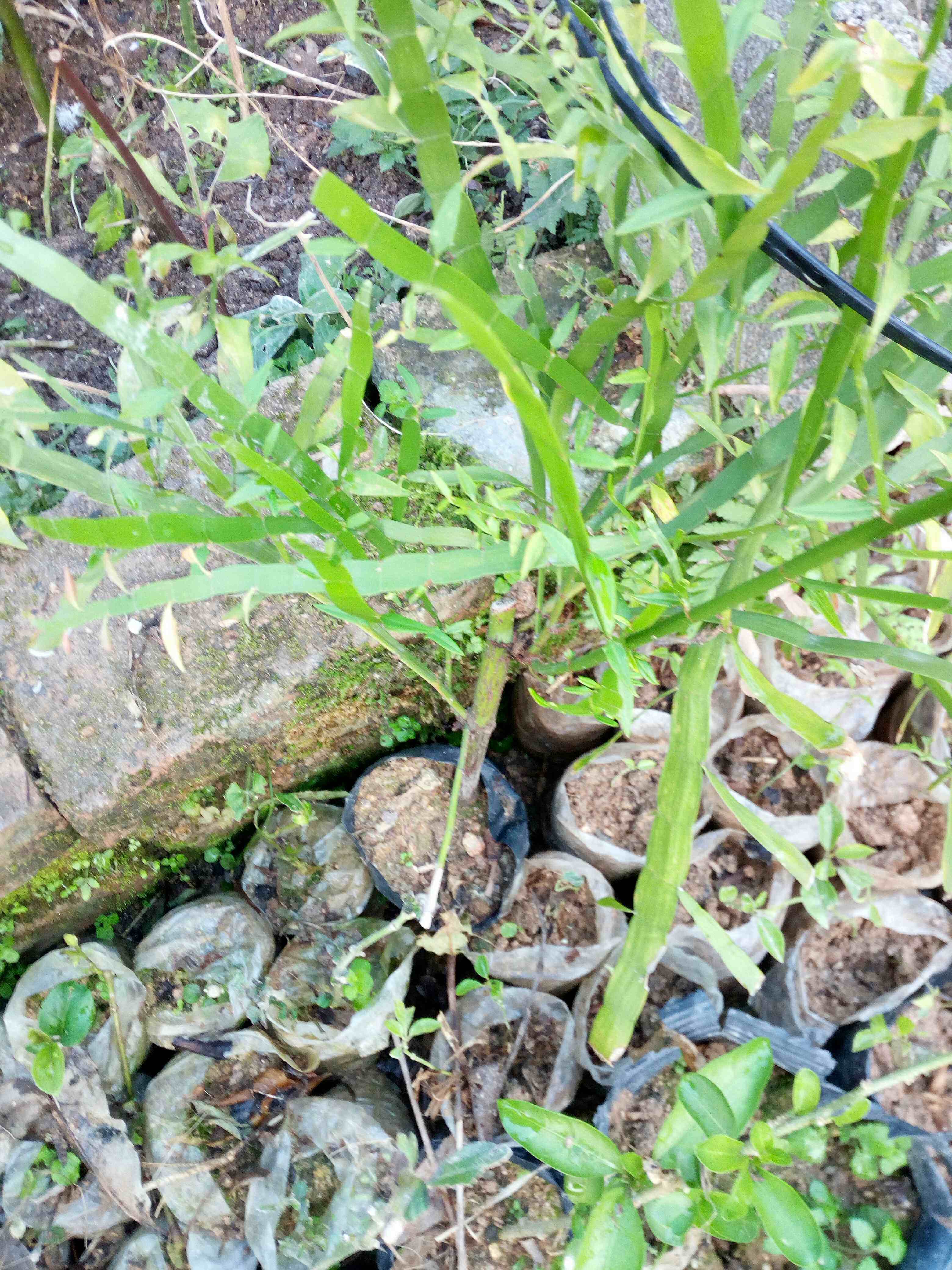 竹节蓼,蜈蚣草,形状奇特,可清热解毒 树形漂亮可带盆发