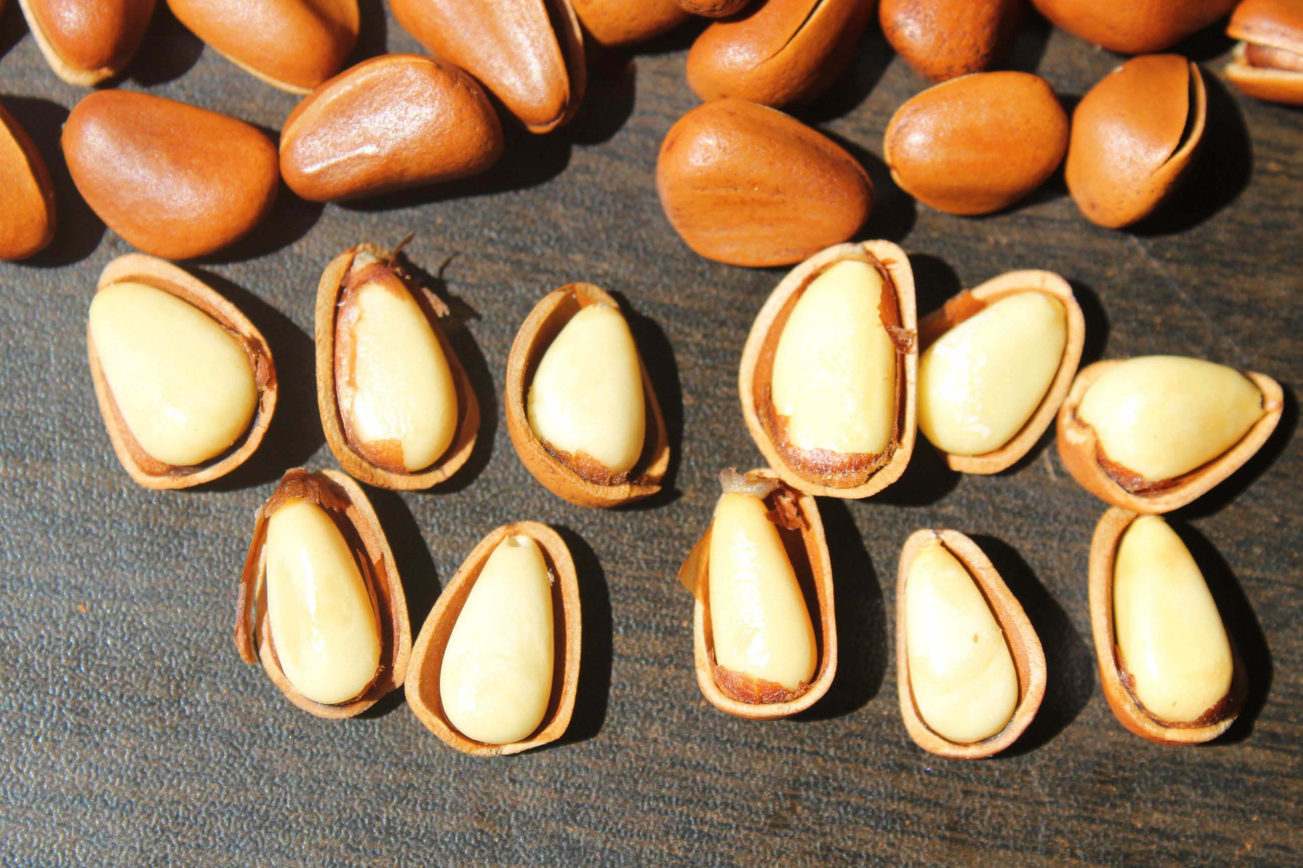 东北松子特大颗粒连罐重250g*2罐开口手剥原味零食炒货