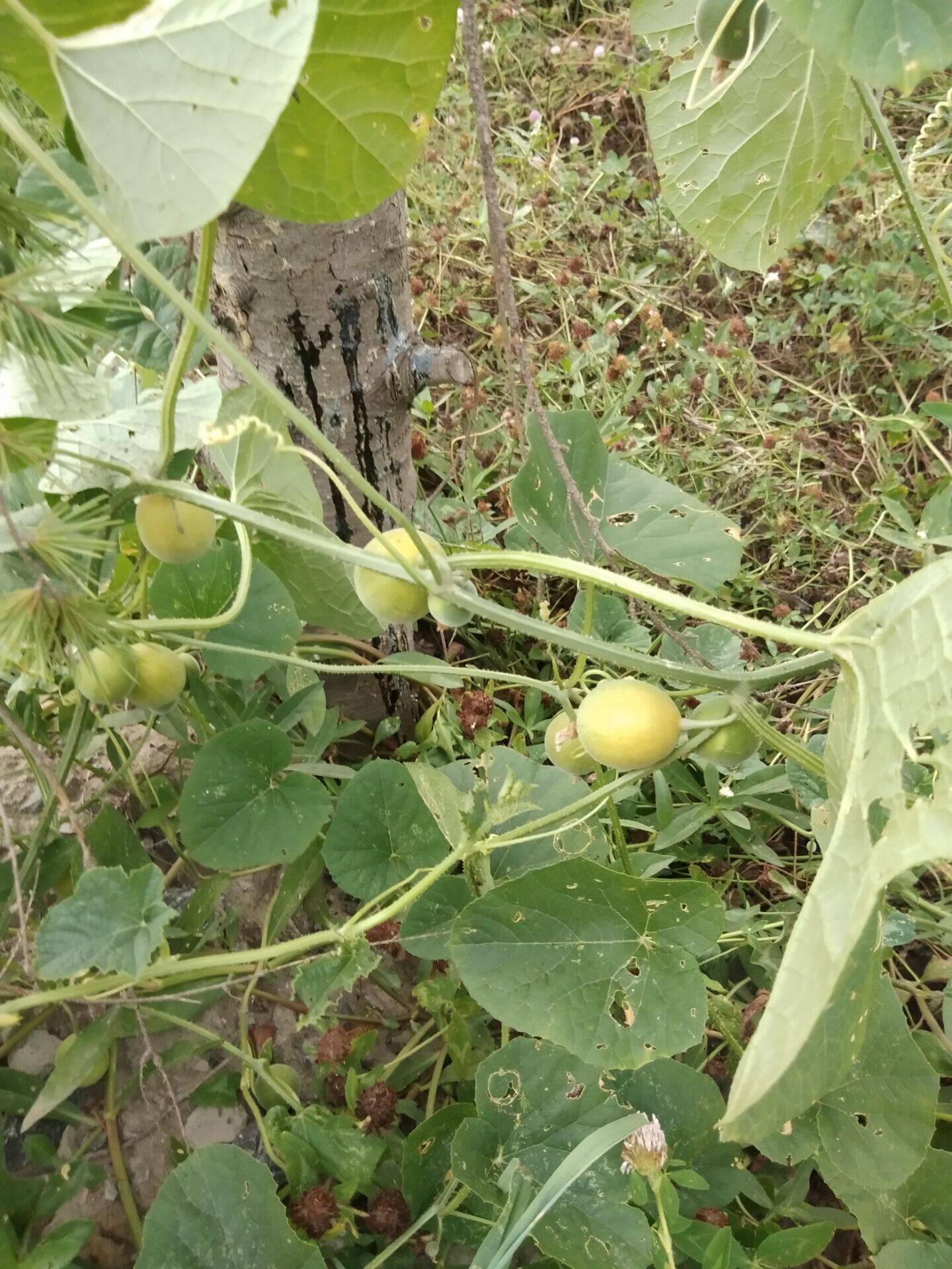 野生新晒干瓜籽生马香瓜小香迷你解酒马泡泡瓜其他药食同源食品