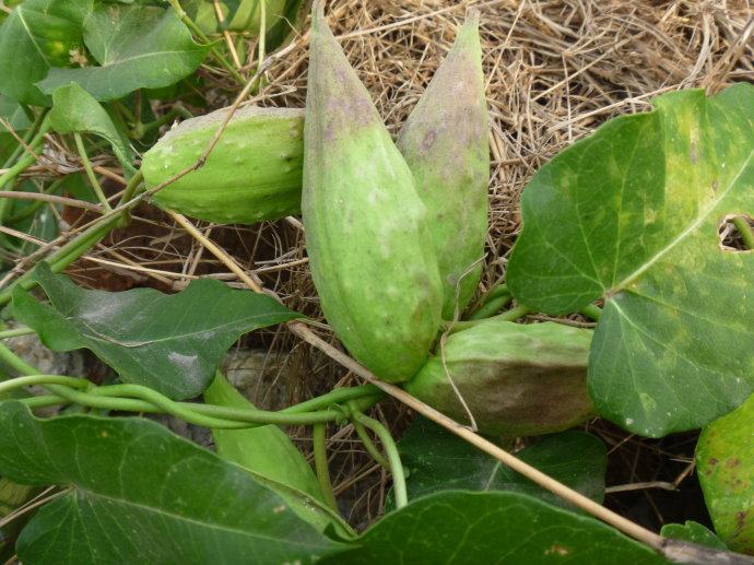 干品萝藦野生500g包邮白环藤羊婆奶婆婆针落线包羊角天浆壳