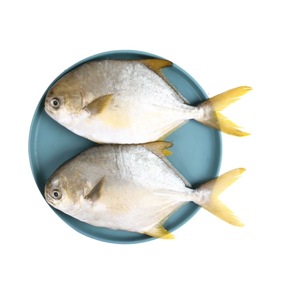 认证翔泰海南国产金鲳鱼500g2条无公害bap全程鲳鱼