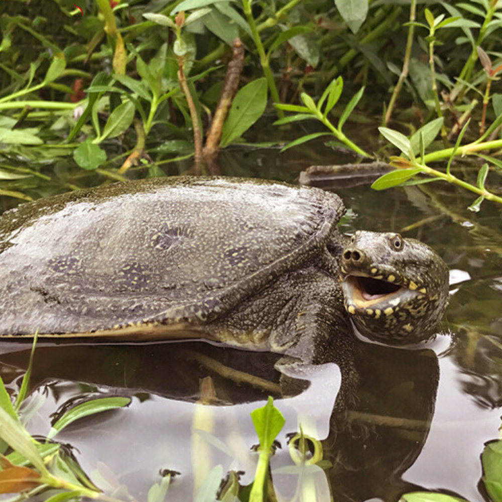 洮湖渔夫原生态外塘甲鱼1.5斤3年自然生长鳖 - 天猫超市