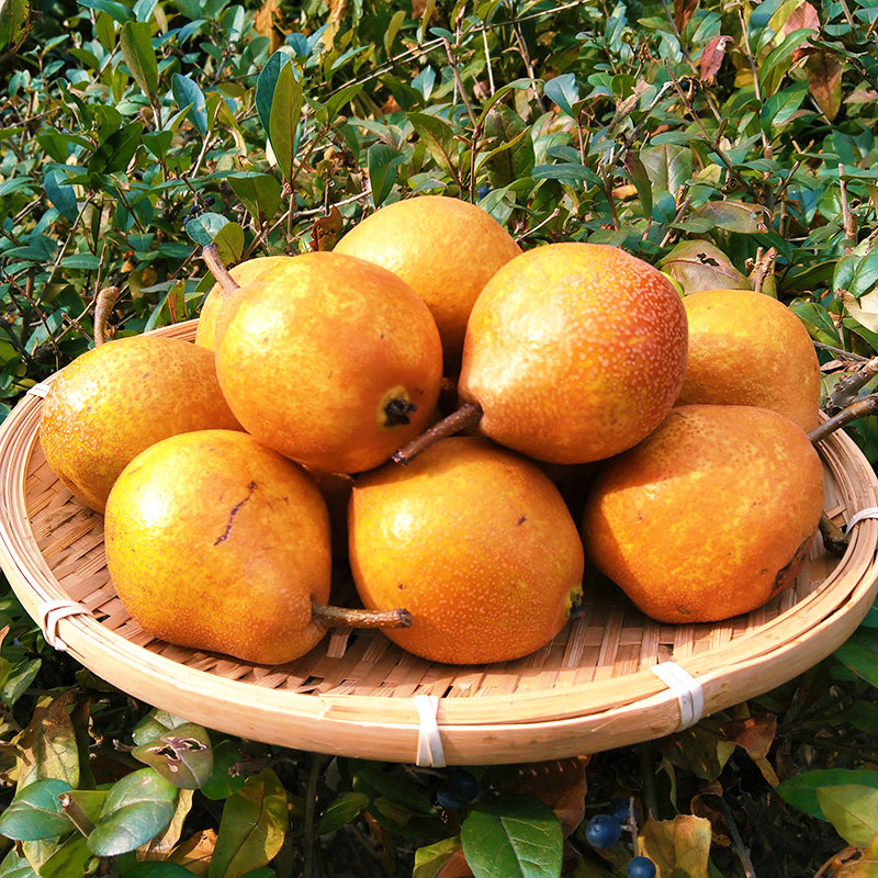 一冯农选东北酸梨特产细渣酸甜新鲜水果5斤梨