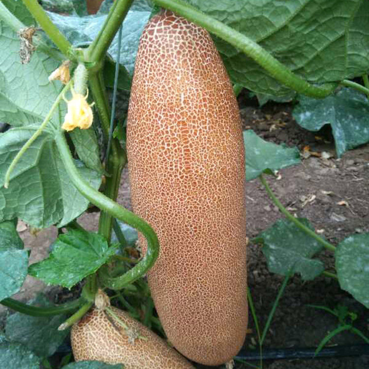 黄瓜老黄东北特产农家新鲜蔬菜炖汤凉菜麻皮黄瓜