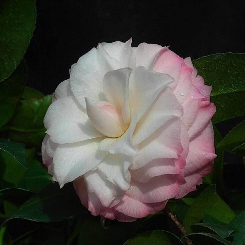 珍珠娃娃名贵进口茶花花苗阳台庭院花园客厅绿植