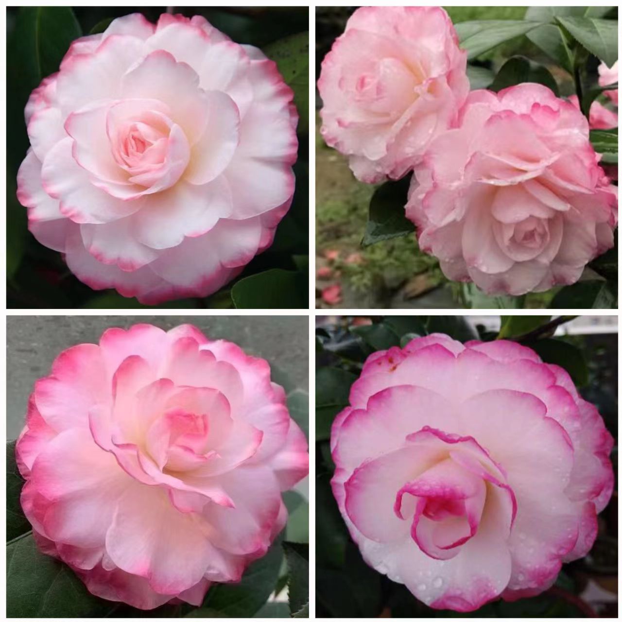 姚黄魏紫新品名茶福建龙岩永福镇名贵品种茶花高档时令草本花卉