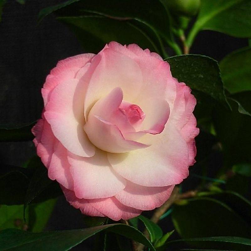 珍珠娃娃名贵进口茶花花苗阳台庭院花园客厅绿植