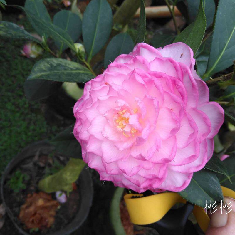 美兰兰花花姑娘进口名贵花卉怒杂粉色卷瓣茶花时令草本花卉