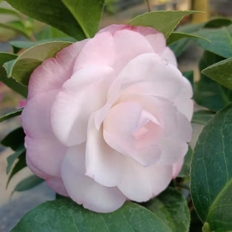 茶花心愿愿望名贵进口花苗福建龙岩永福盆栽时令草本花卉