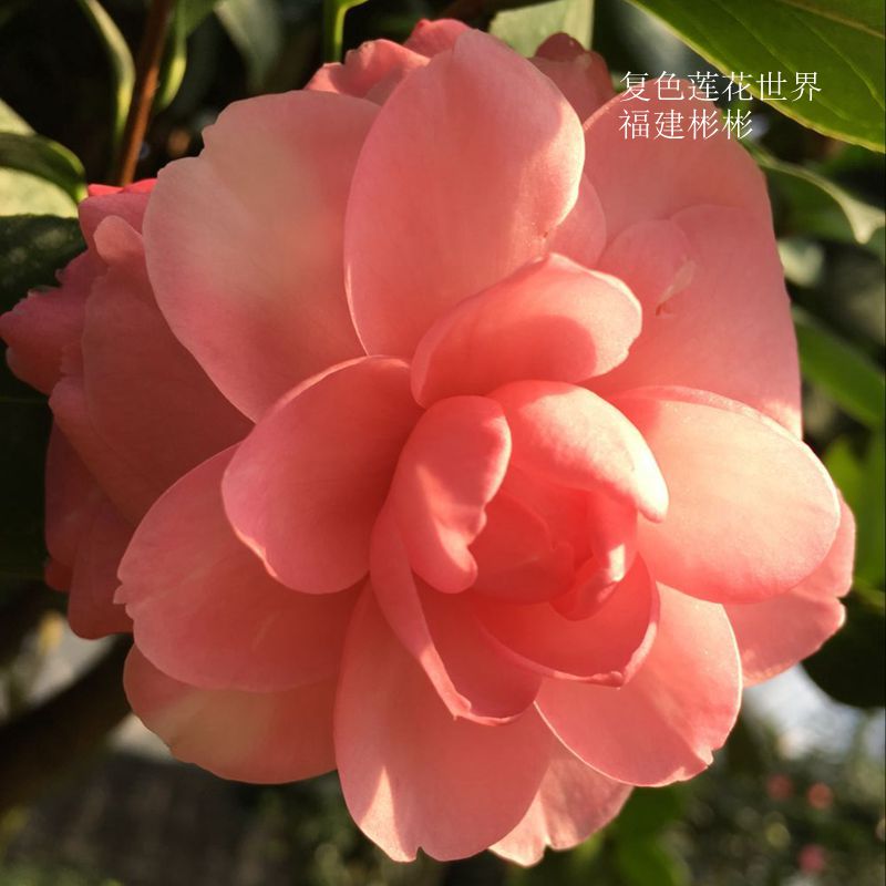 皱叶奇花 福建品种茶花 茶花盆栽 阳台盆栽 窗台盆栽 花园地栽