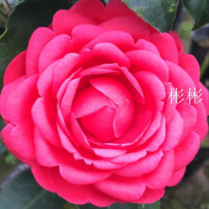 茶花七巧花型多变福建龙岩永福镇阳台盆栽窗台绿植