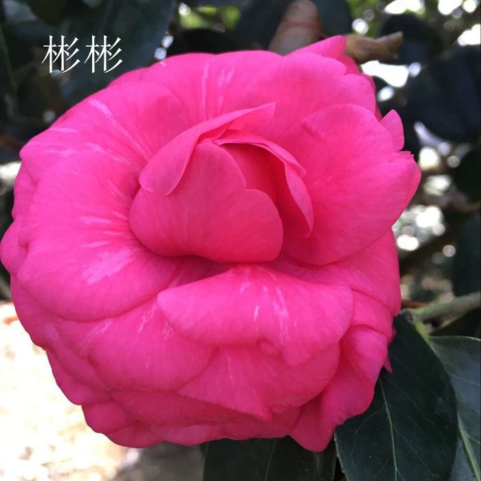 茶花七巧花型多变福建龙岩永福镇阳台盆栽窗台绿植