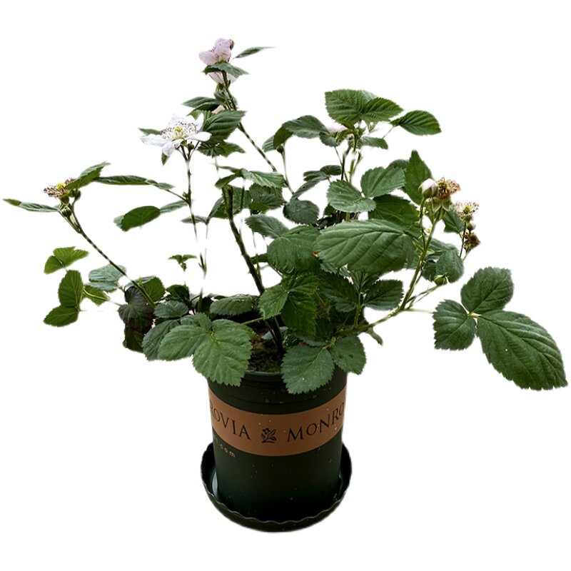 北美黑树树莓盆栽rubusfruticosus悬钩子阳台四季开花绿植