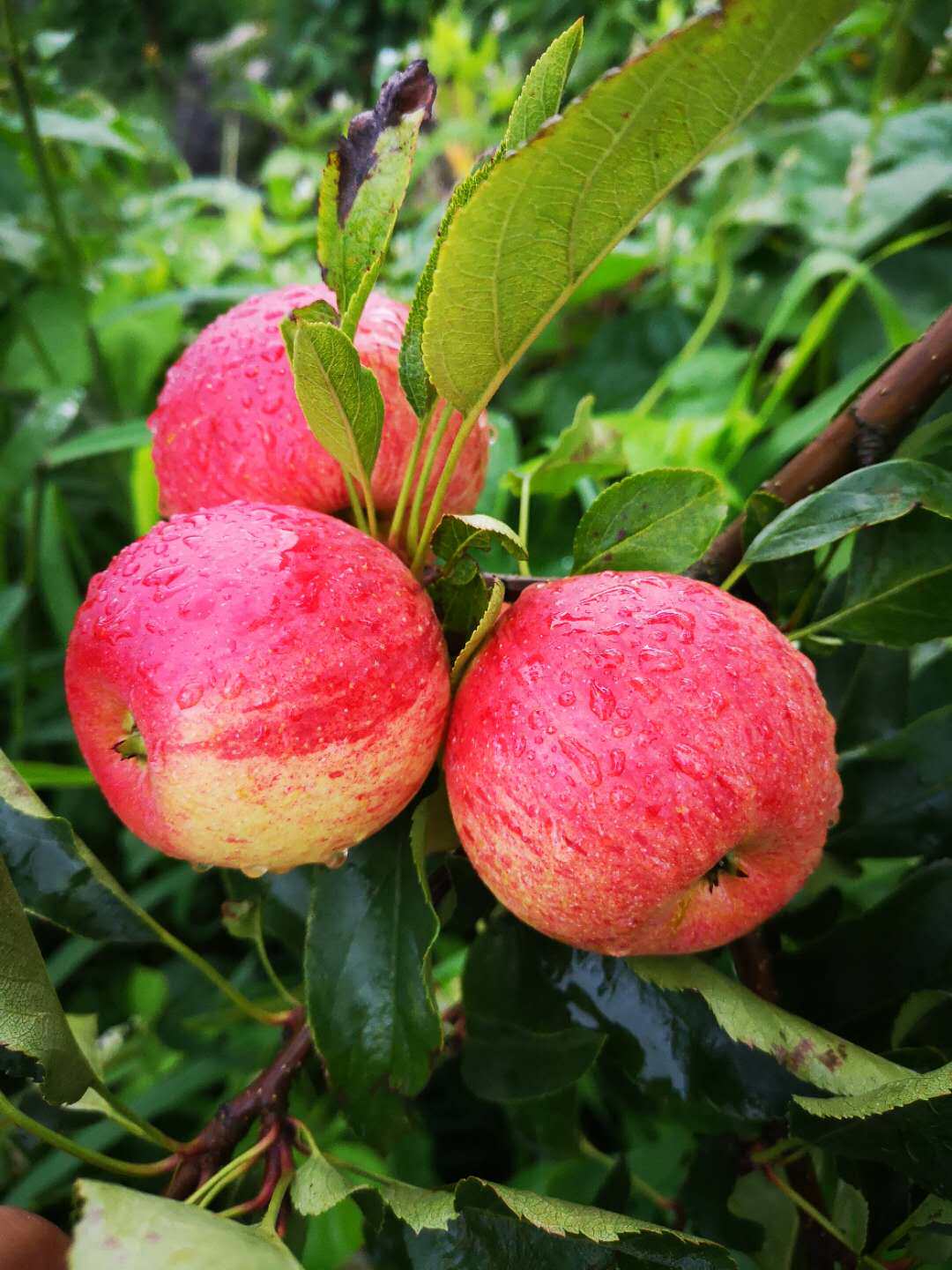 云南正宗蒙自西北小苹果野生脆甜冰糖糖心新鲜苹果