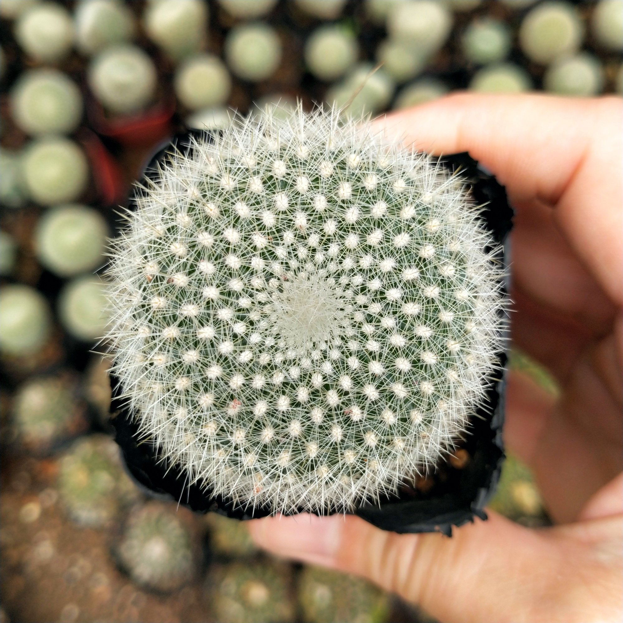 多肉植物仙人盆栽新天地白雪日出防辐射开花仙人掌多肉植物