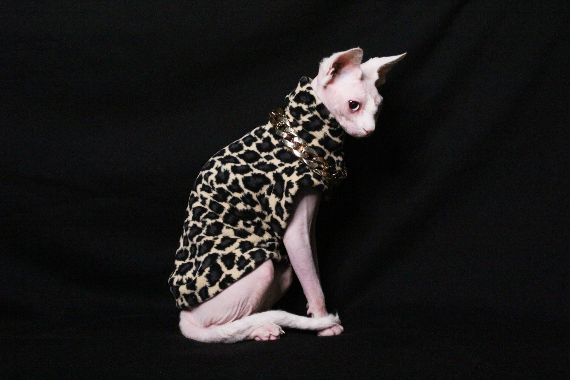 订制无毛猫宠物衣服加绒ins风东短德文扮酷宠物猫的衣服斯芬克斯