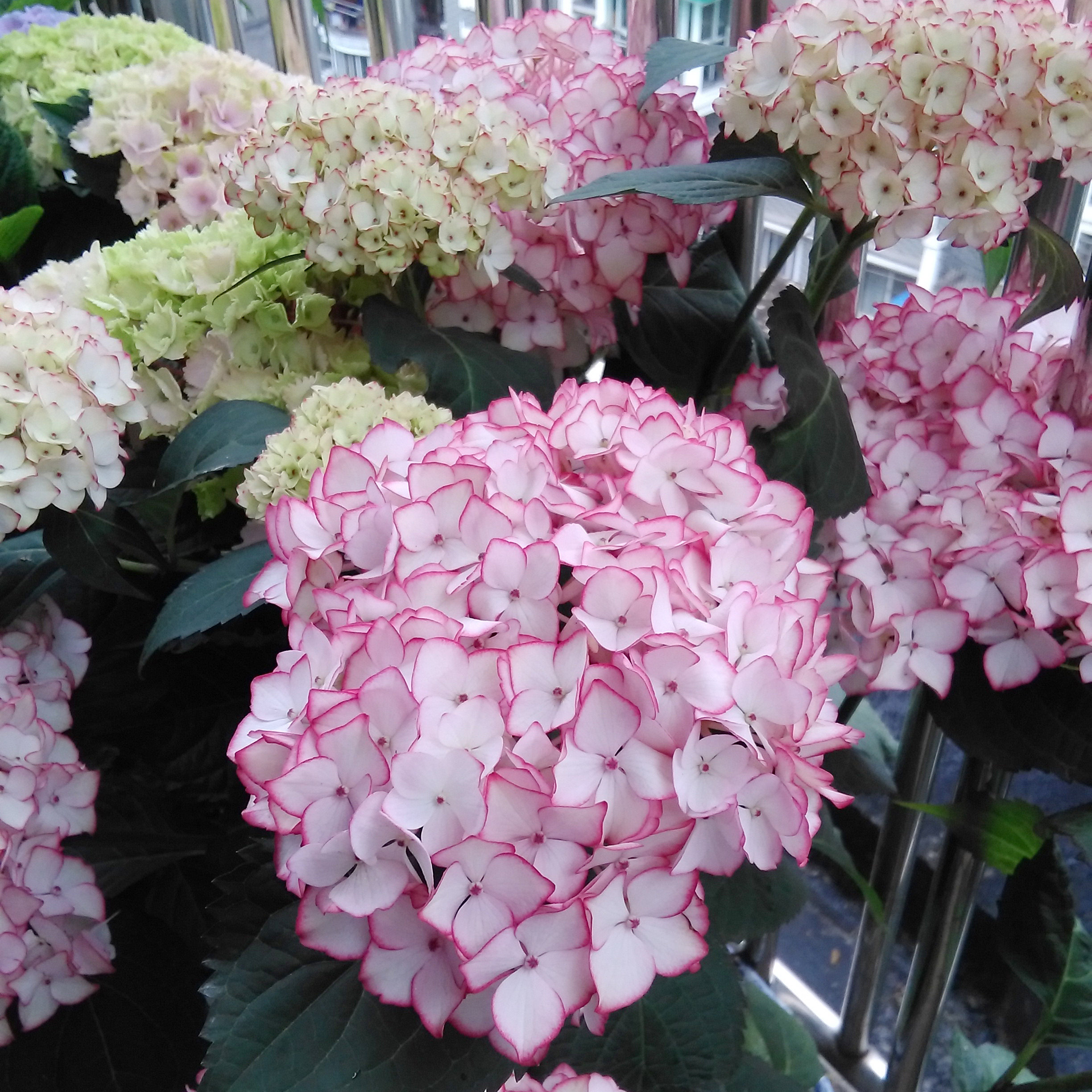 塞布丽娜大花绣球大苗盆栽重瓣新品八仙仙花鲜花拱门