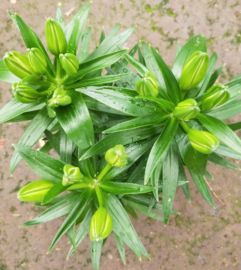 百合花花卉百合花苗发货年宵花苞香水百合盆栽包邮壁饰