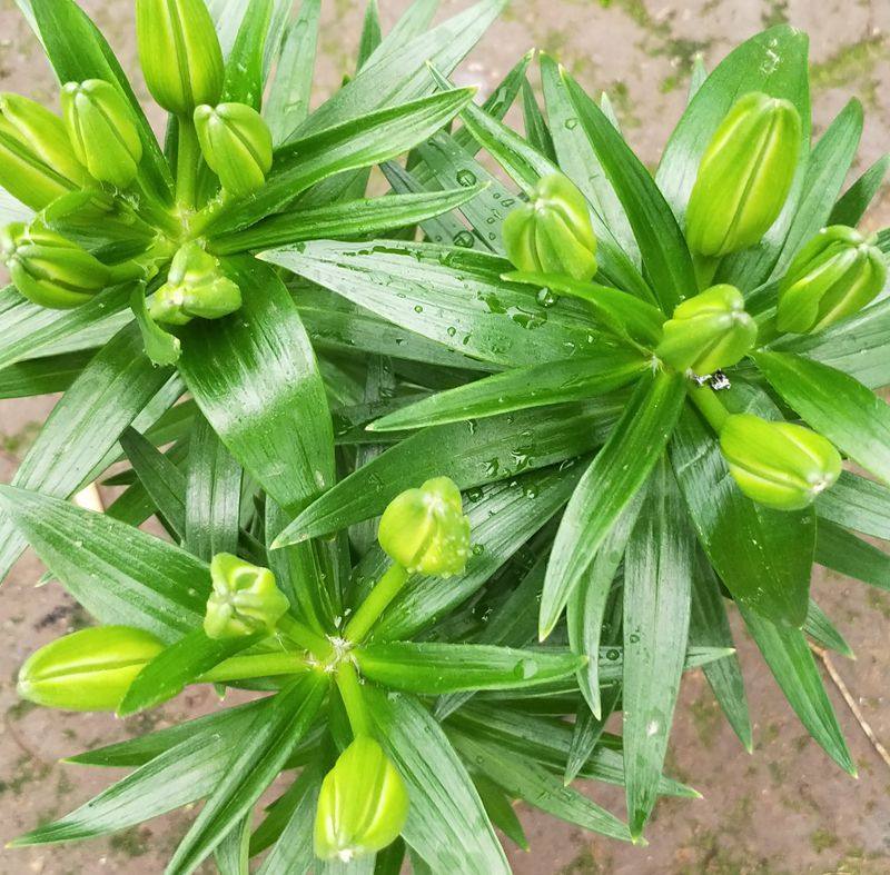 百合花花卉百合花苗发货年宵花苞香水百合盆栽包邮壁饰