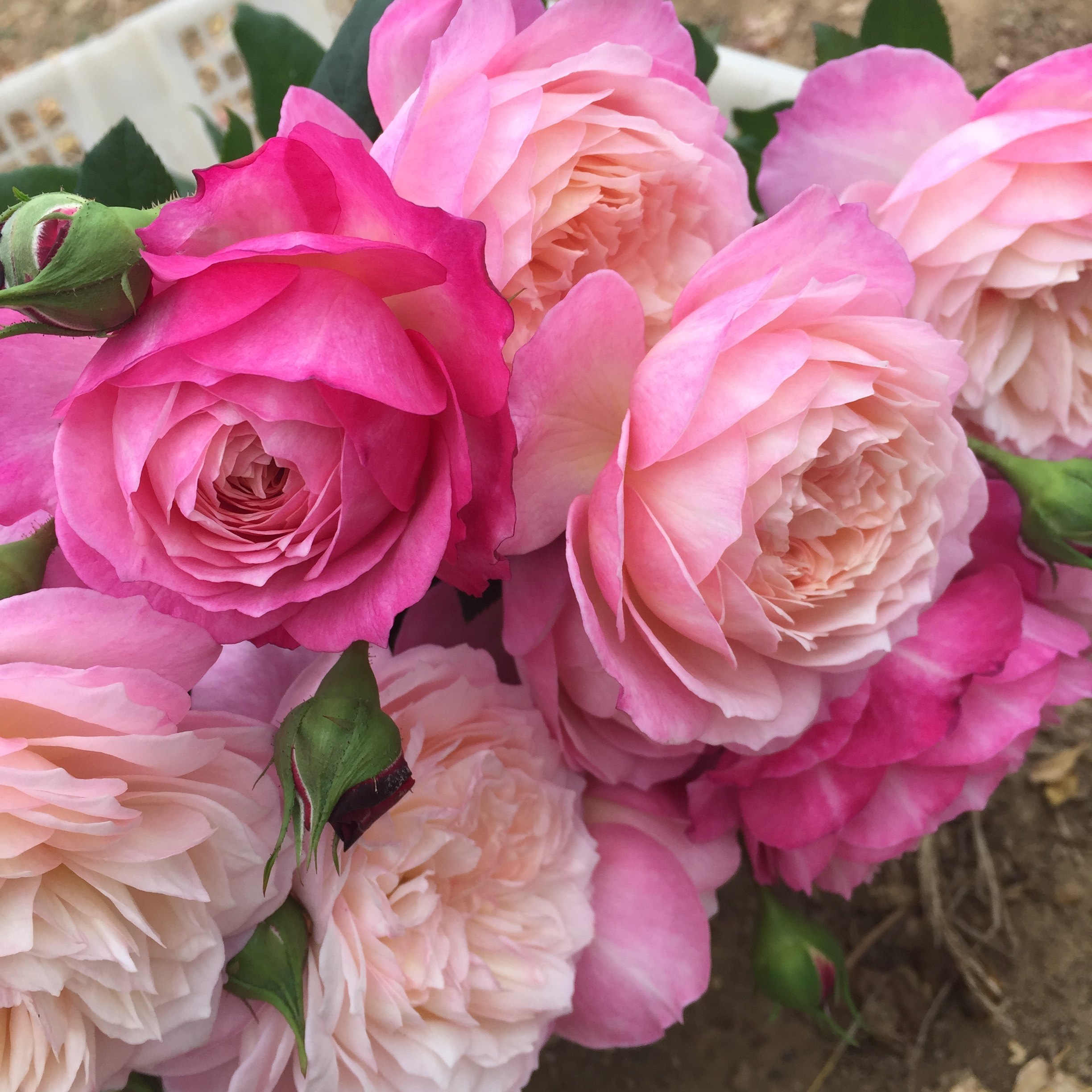 奥斯汀大花浓香玫瑰玫瑰花花苗盆栽康斯坦四季阳台空气净化剂