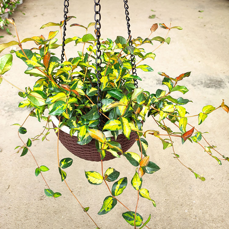 花叶好养庭院阳台室内外绿植耐晒耐寒垂吊络石绿植