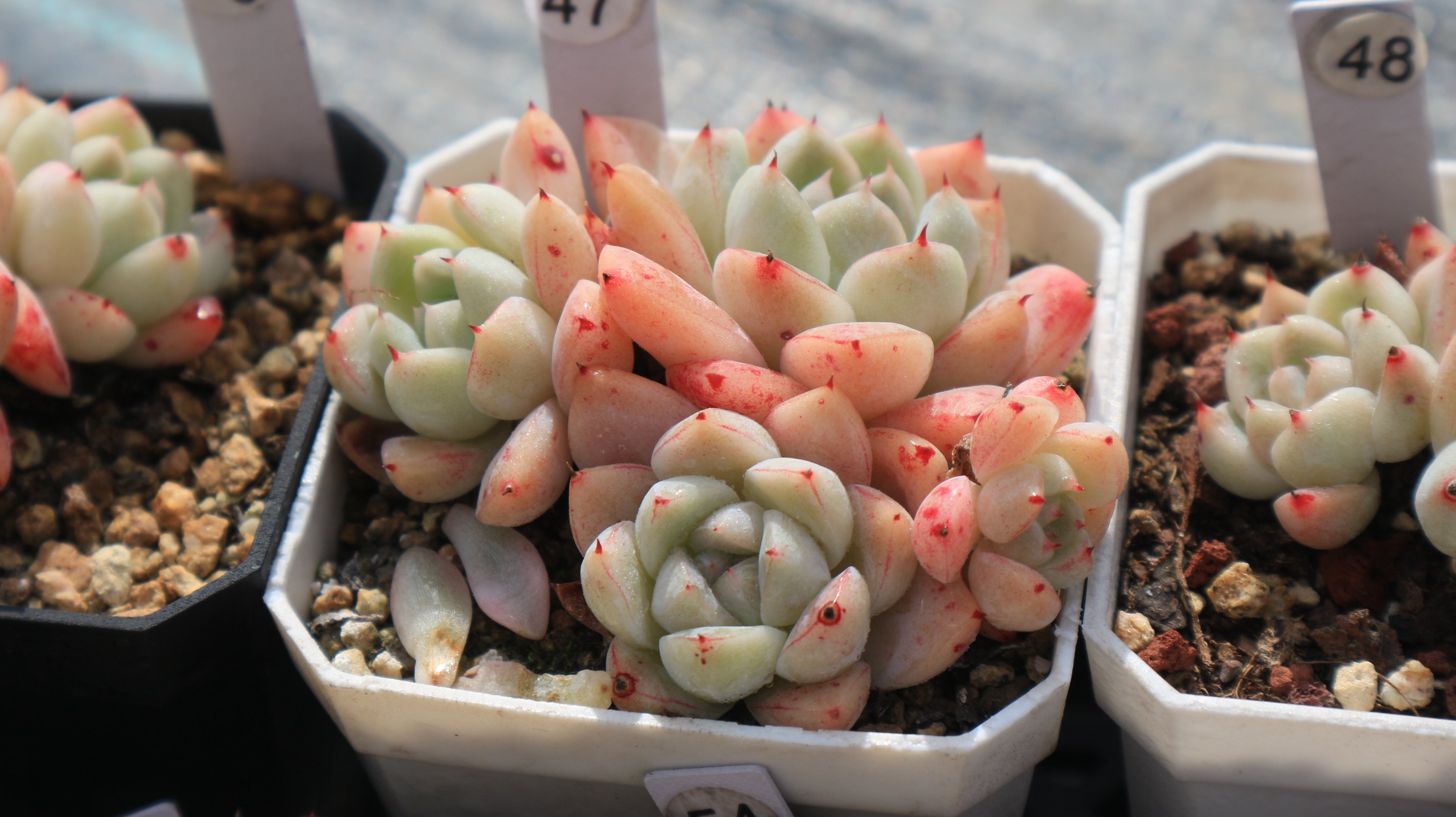 冰山如梦阿尔巴佳人优选多肉植物萌物一物一拍多肉植物