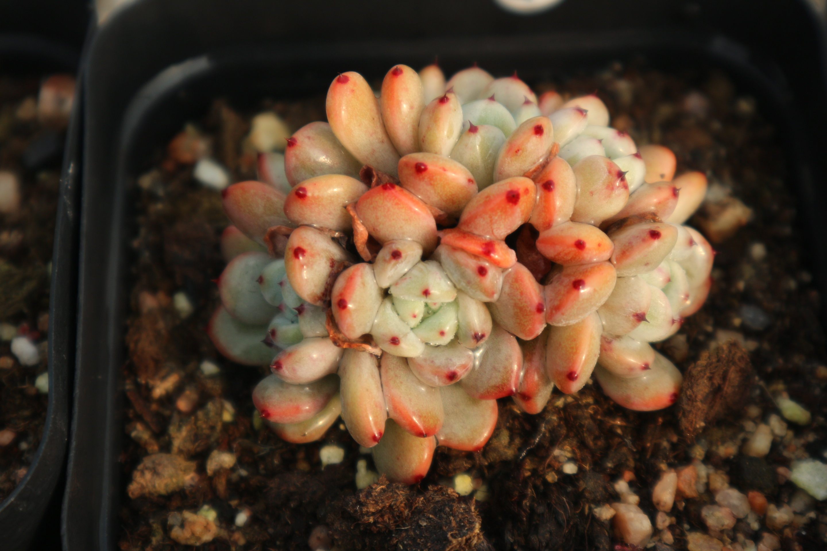 比安特 雪爪多肉植物 一物一拍 肉肉 控型精养小波鲜肉12-18更新