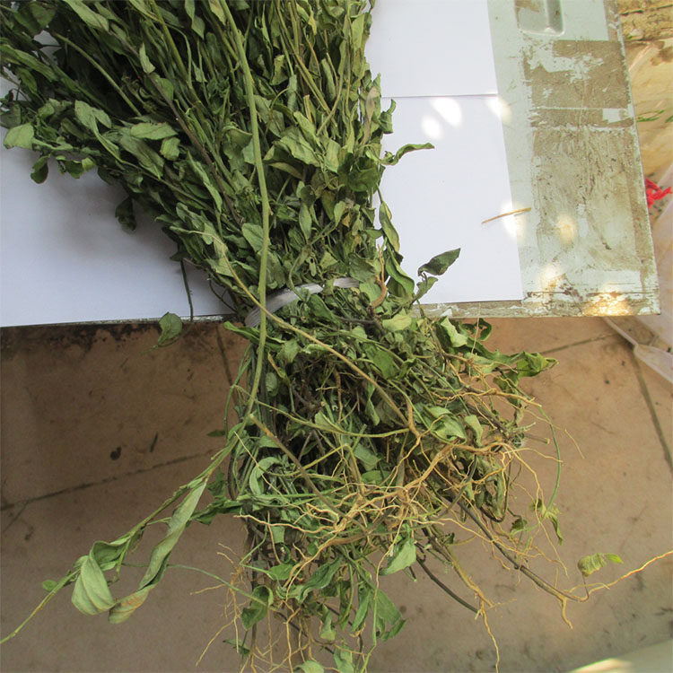 中草药新品野生紫背金牛500g天然金不换远志大牛草叶叶一枝花包邮