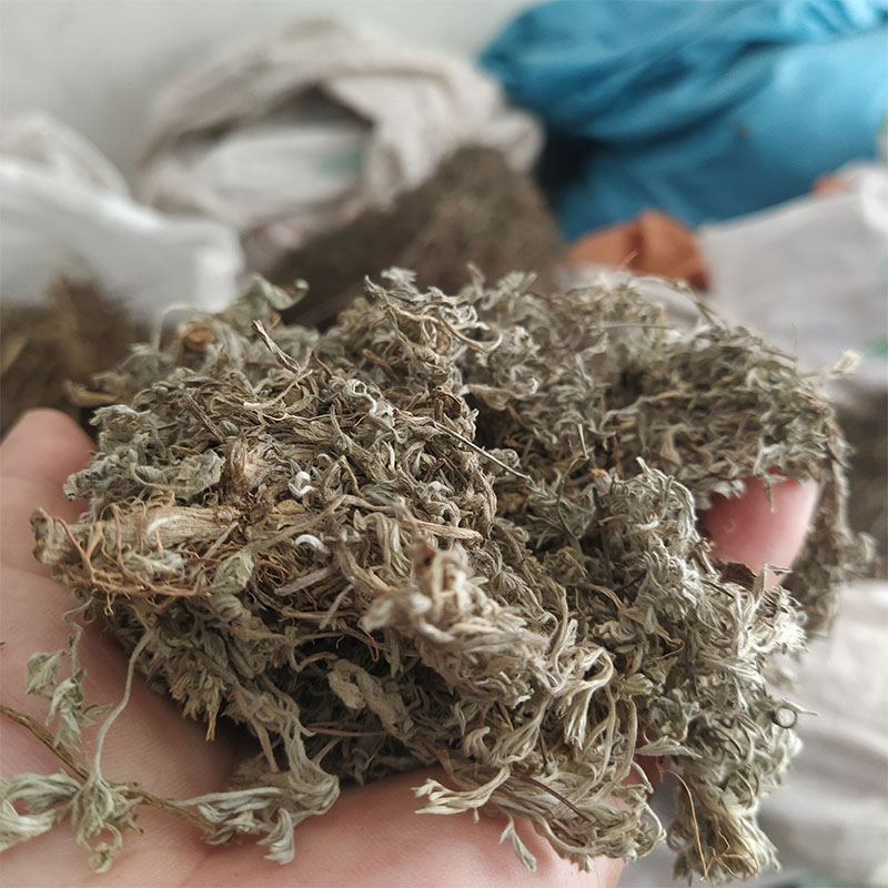 中草药退黄去湿气新品野生无硫绵茵陈500g优质白蒿绒蒿松因陈包邮