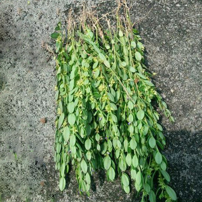 500g新品野生优质小金牛草整株小远志金不换 细叶叶一枝花中草药活动