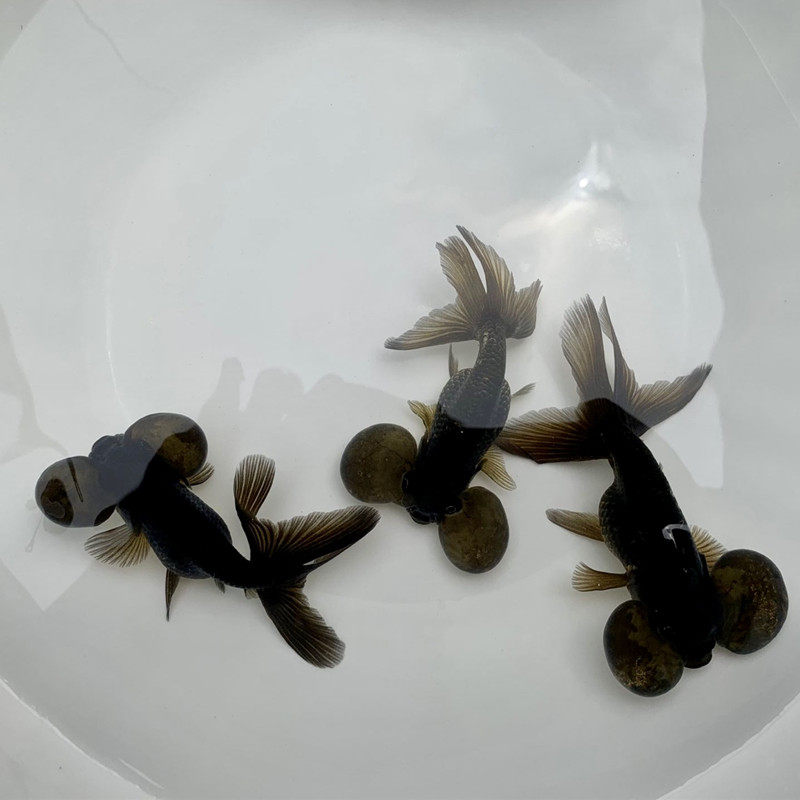 水泡金鱼活鱼五花樱花大眼睛小型淡水冷水观赏鱼鱼