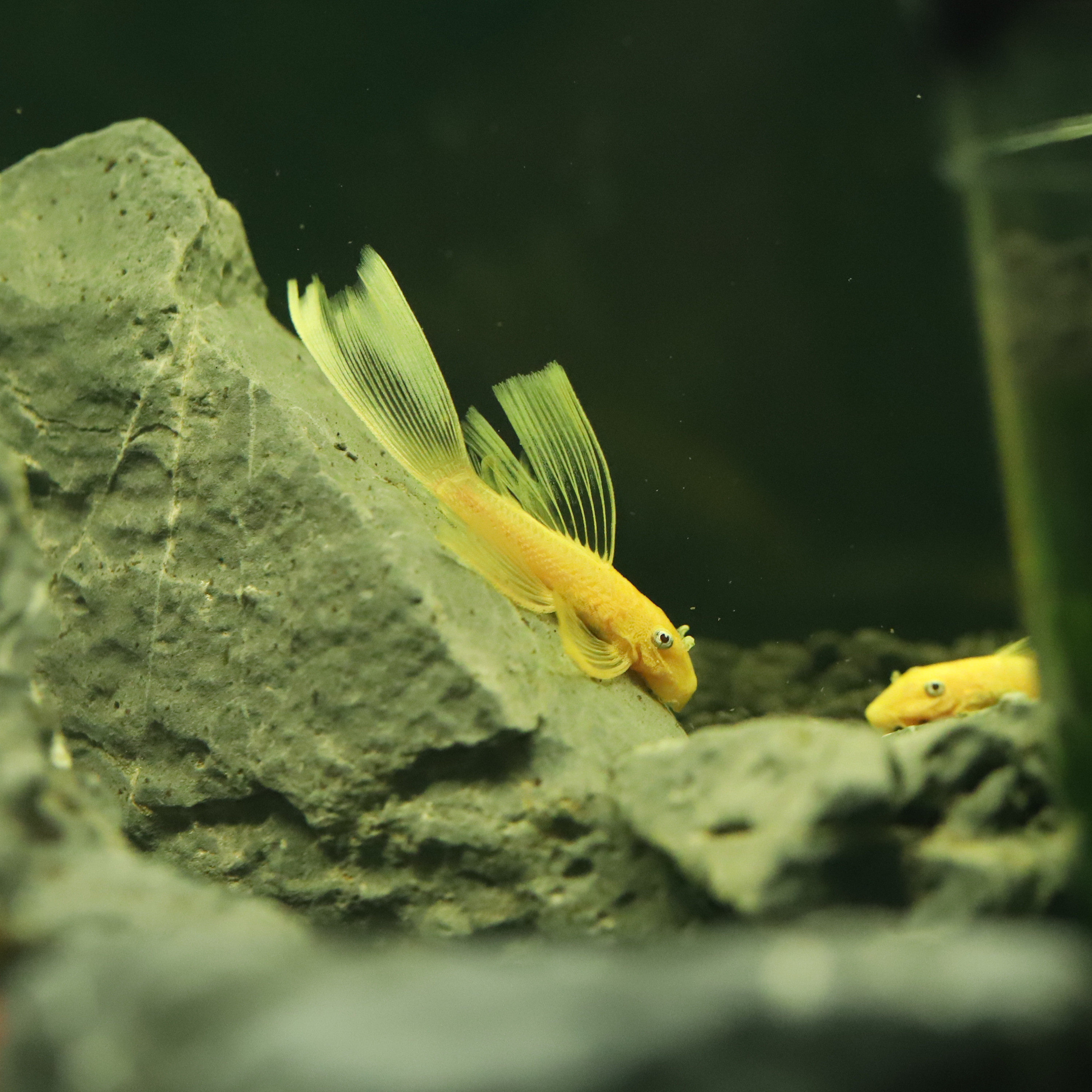 红眼大帆活体黄金大胡子小型女王异形观赏鱼豹纹鱼