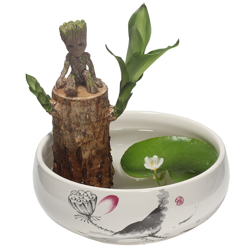 水培巴西木幸运木格鲁特水养花绿植树盆栽花盆室内植物花卉四季