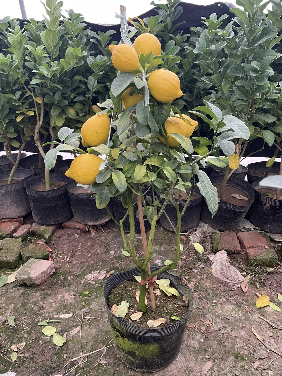 柠檬香橼盆栽金华盆景花卉绿植摆放观赏佛手果