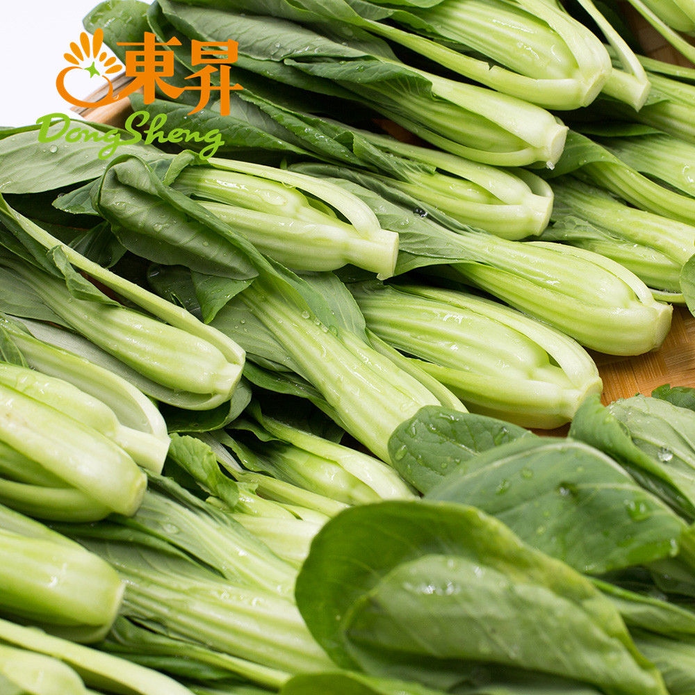 东升农场 250g 广州新鲜配送 供港蔬菜 鸡毛菜苗 宁夏上海青苗 - 爱购