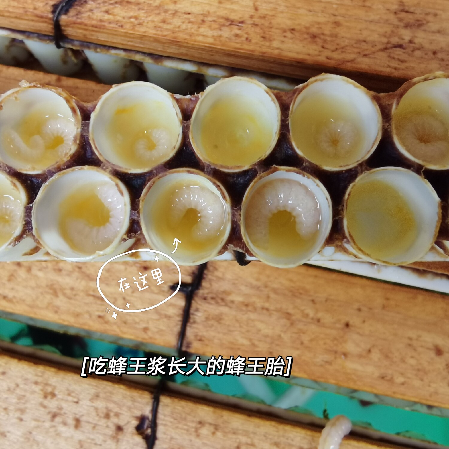 新鲜现取蜂王胎500g蜂卵蜂儿子蜂王幼虫吃出年轻顺丰空运包邮