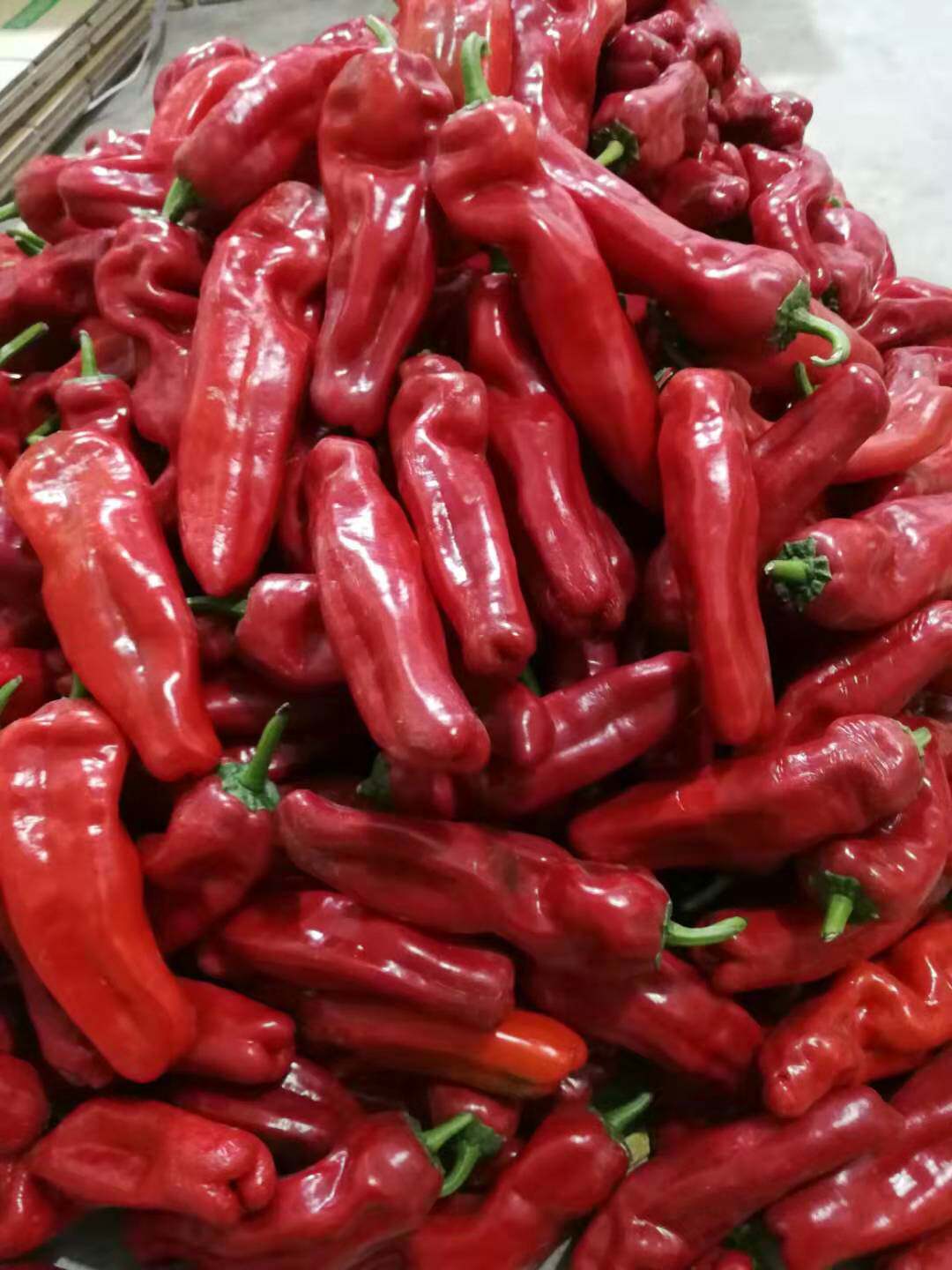 新鲜红椒产地直销现摘红辣椒农家自种薄皮虎皮辣椒