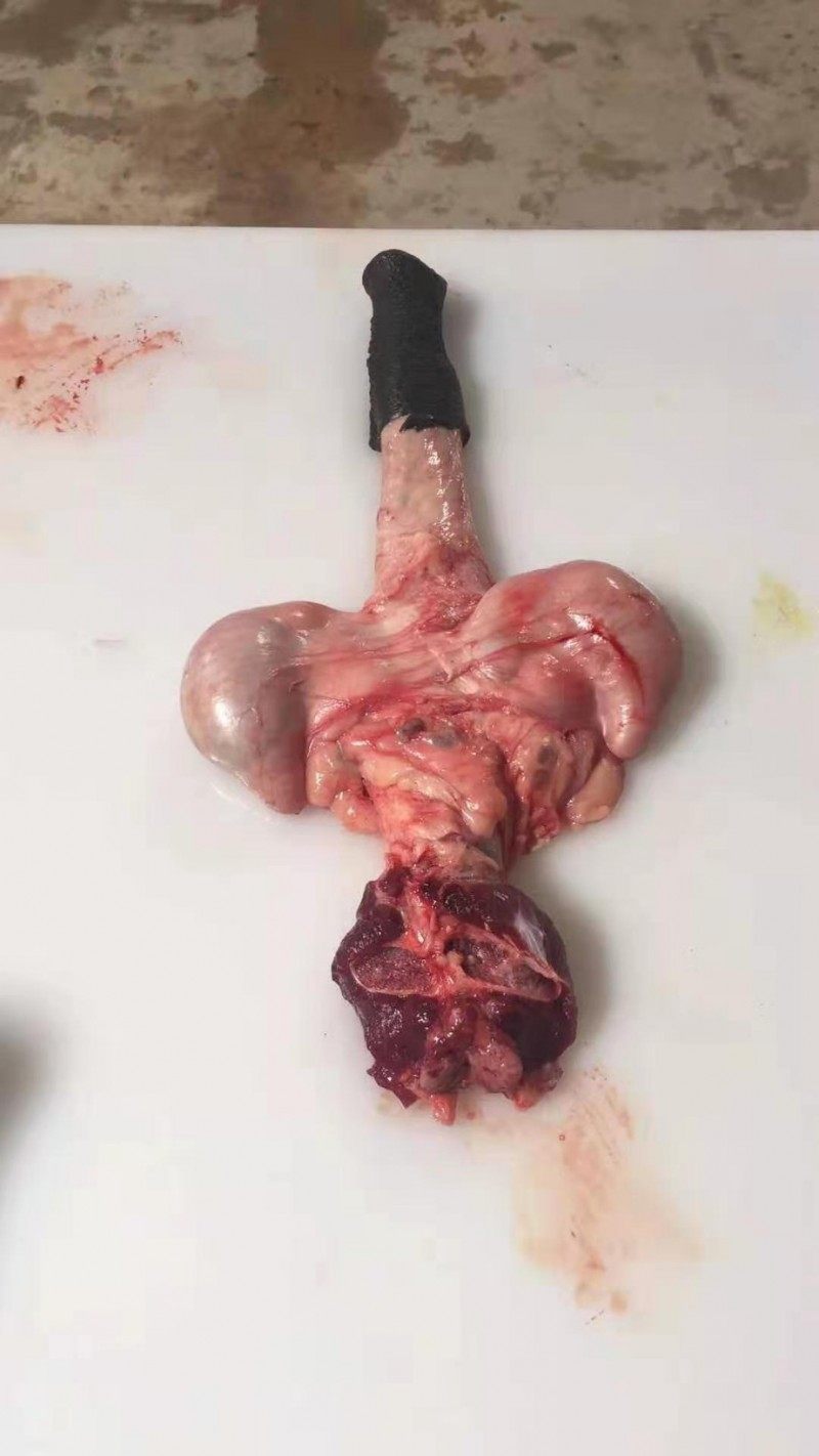 整套新鲜驴鞭驴蛋泡酒卤带生殖器驴宝男性煲汤其它