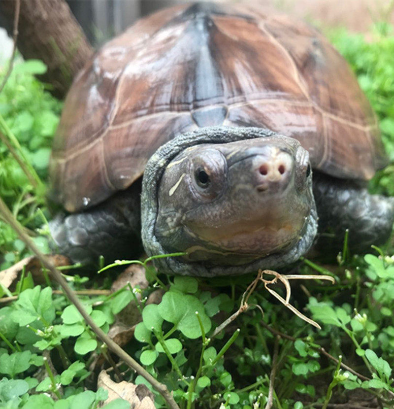草龟中华活物特大活体招财放生乌龟宠物食用龟