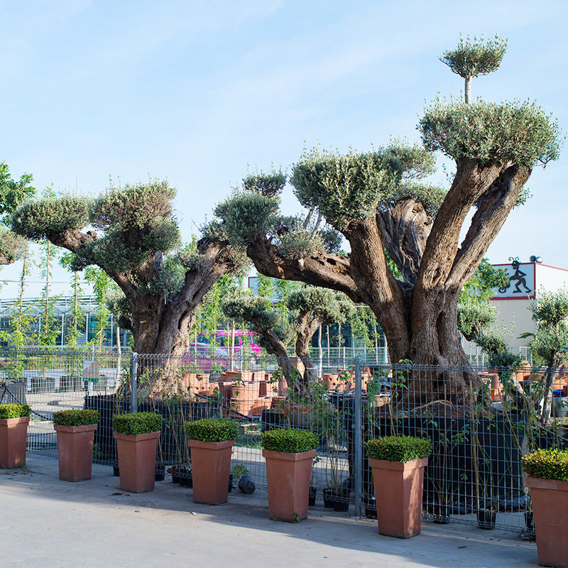 橄榄树西班牙油橄榄盆栽大型树苗虹越进口大树植物观叶