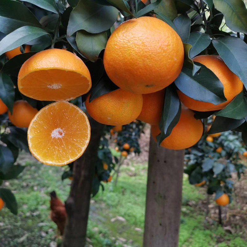 四川眉山爱媛38号果冻当季新鲜水果柑橘现摘橙