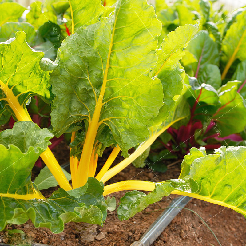 叶用红菜类蔬菜盆菜阳台四季春秋小菜菜叶黄甜菜家庭园艺种子