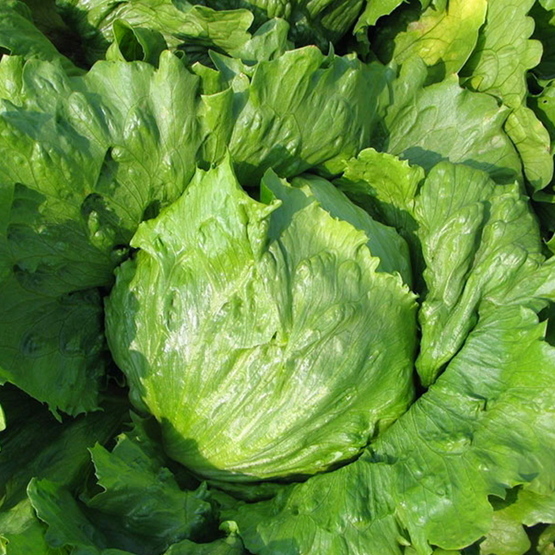 热销春秋冬季叶菜圆球皇帝射手绿剑结球生菜种子阳台盆栽蔬菜籽孑